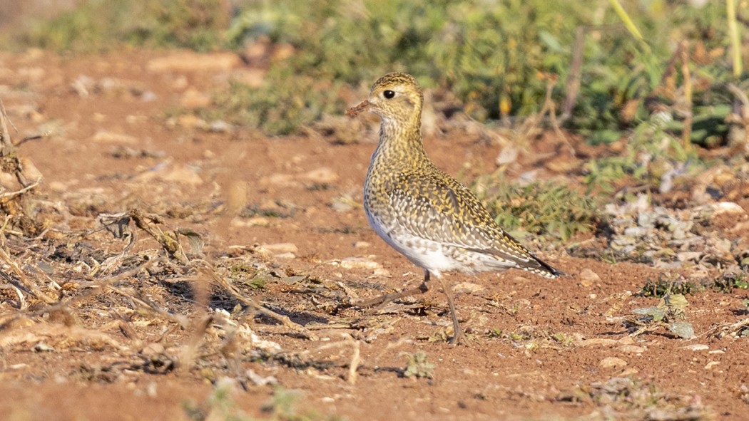 European Golden Plover