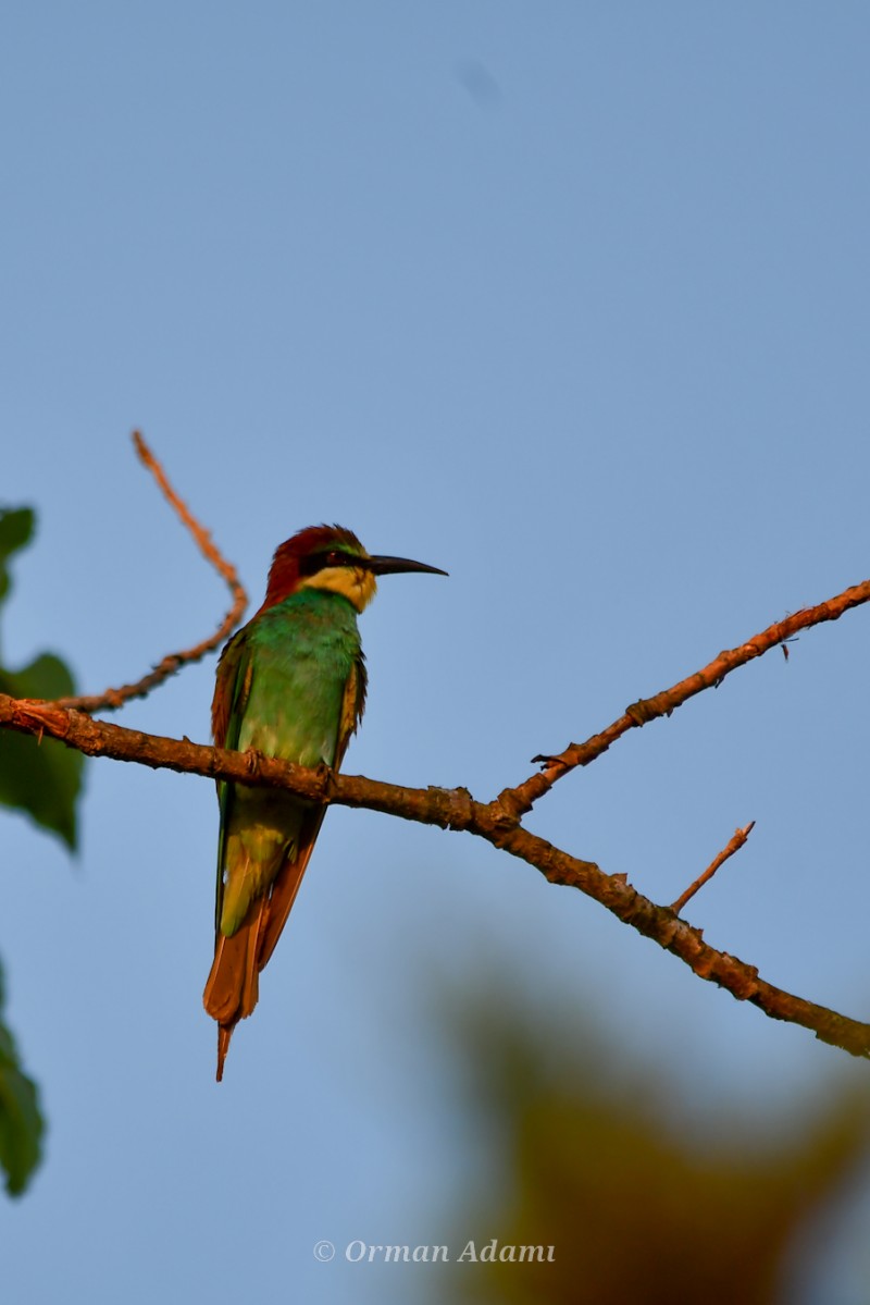 European Bee-eater