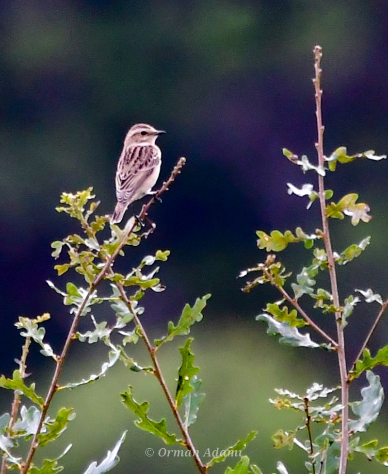 Whinchat
