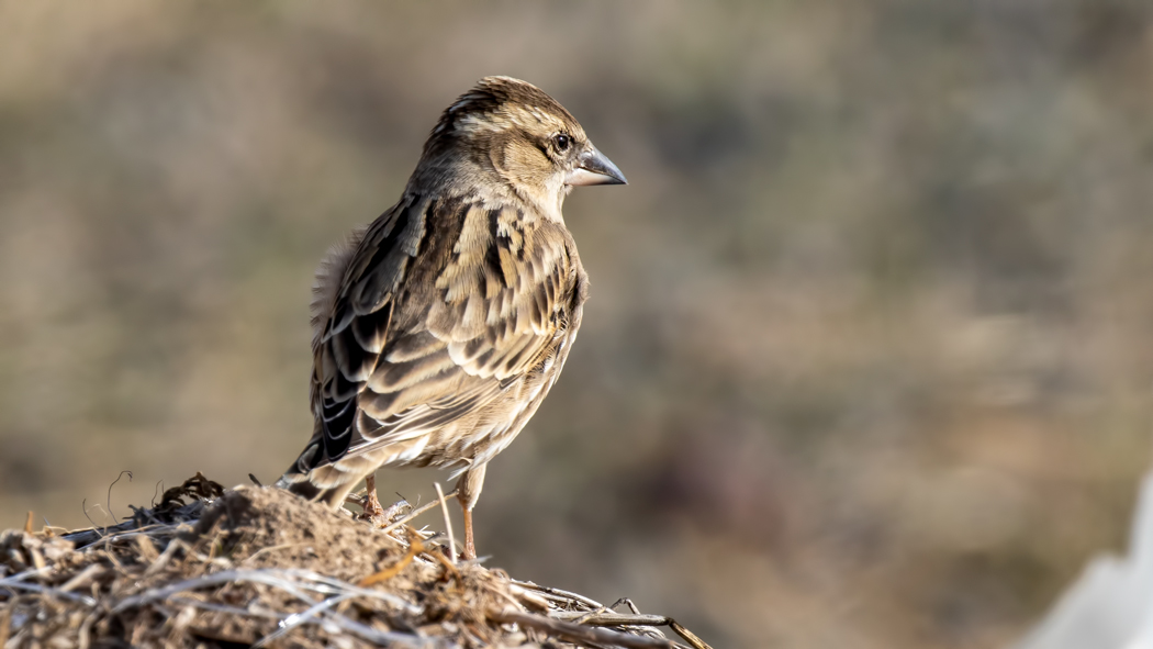 Rock Sparrow