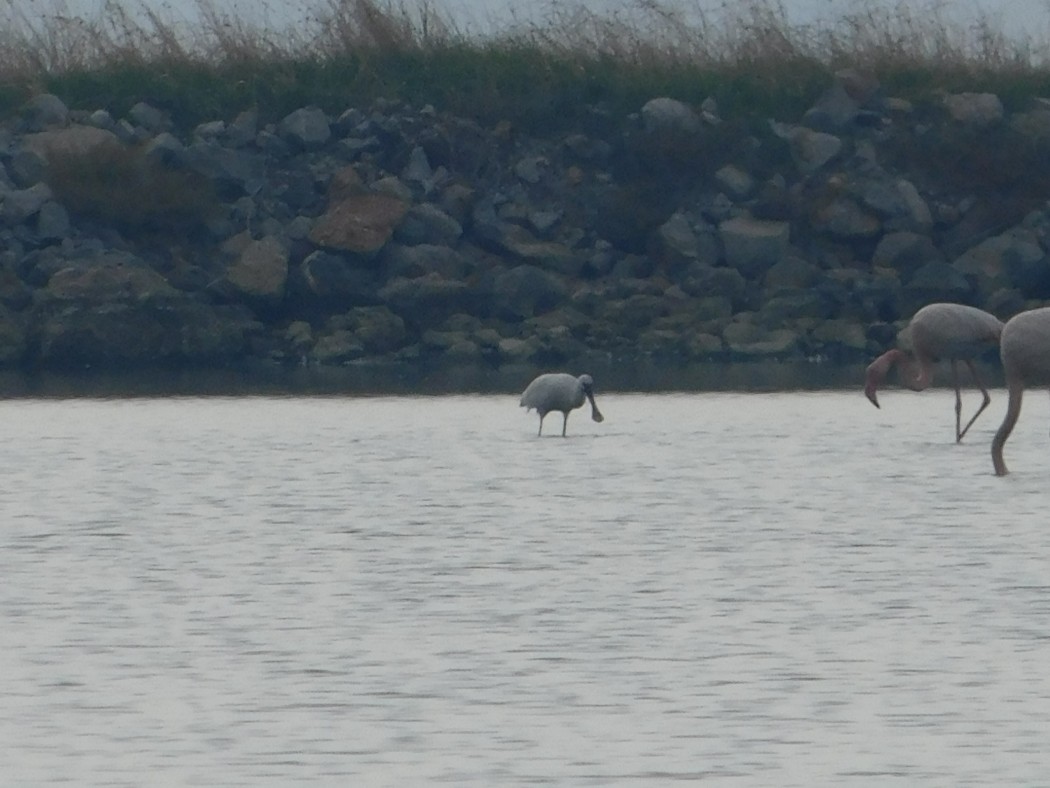 Eurasian Spoonbill