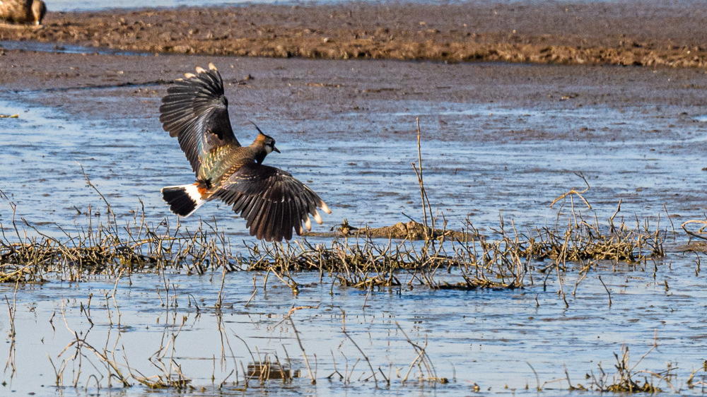 Northern Lapwing