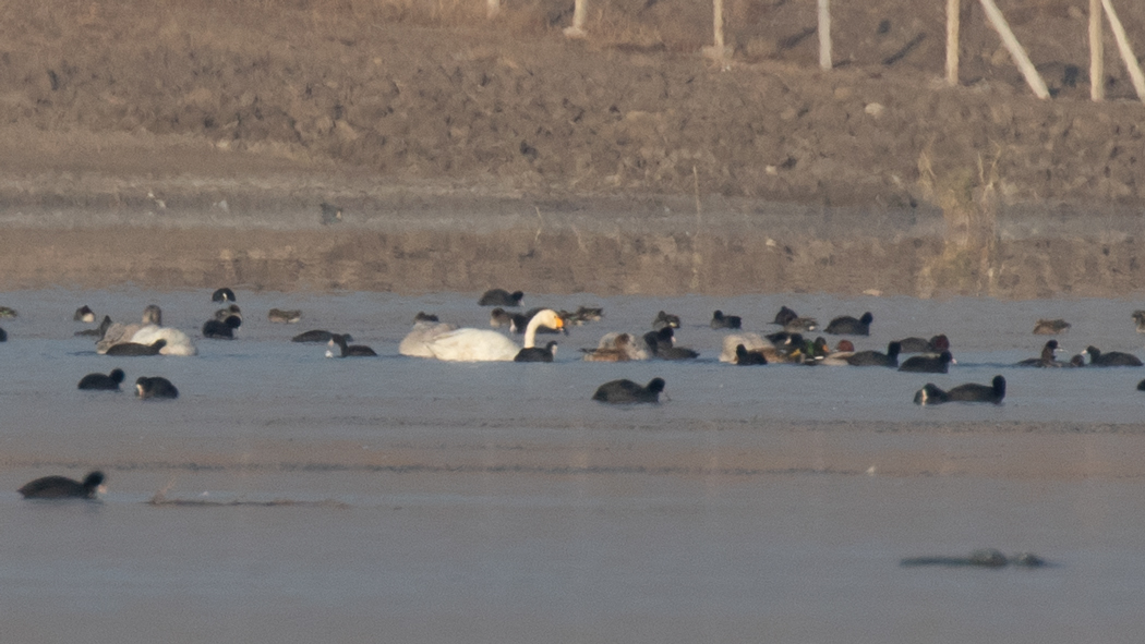 Tundra Swan
