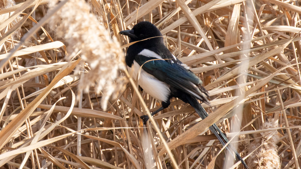 Eurasian Magpie