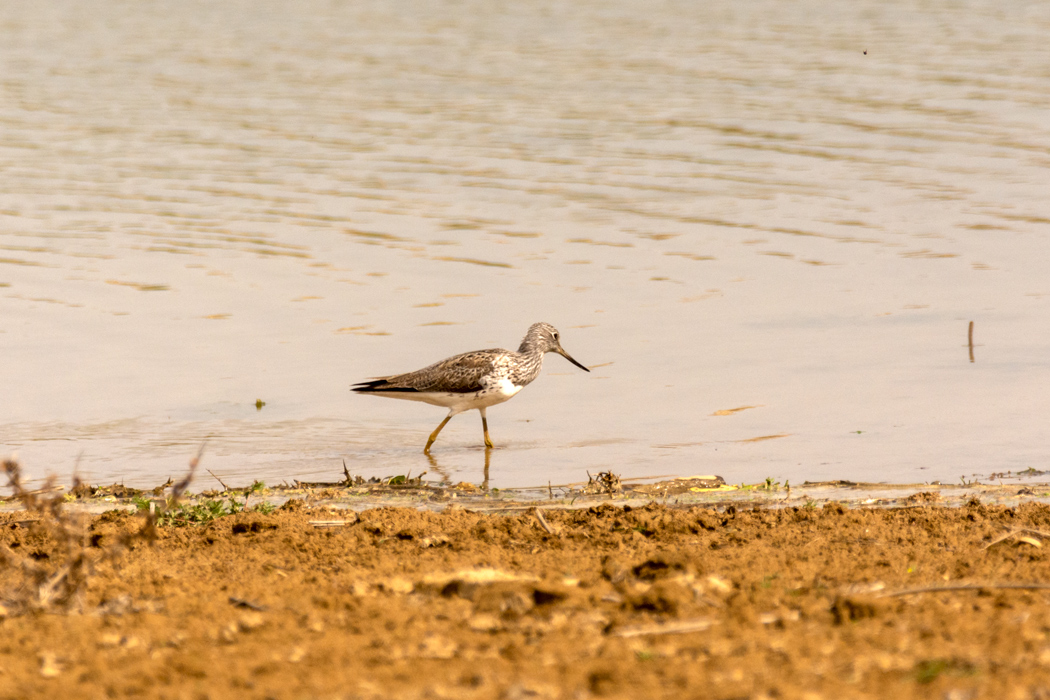 Common Greenshank