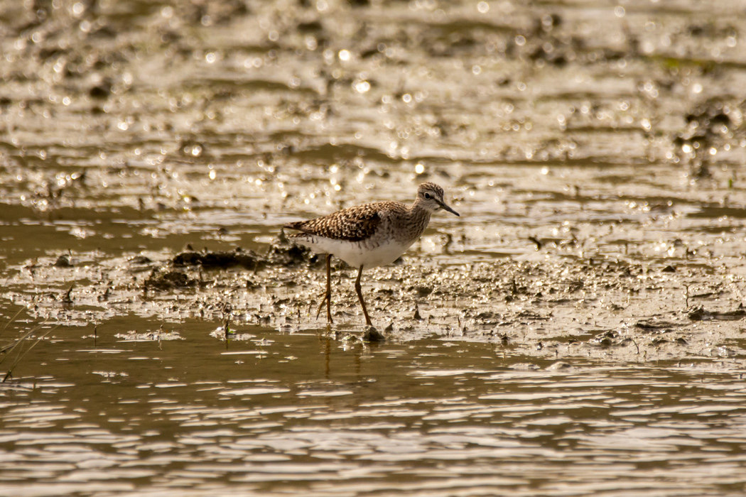 Wood Sandpiper
