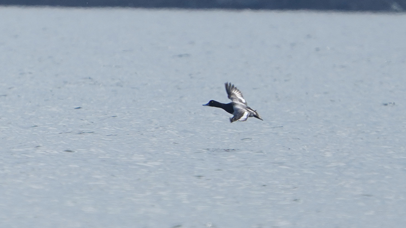 Greater Scaup