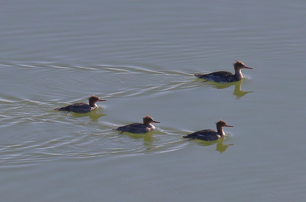 Red-breasted Merganser