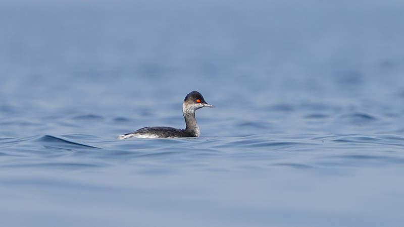 Black-necked Grebe