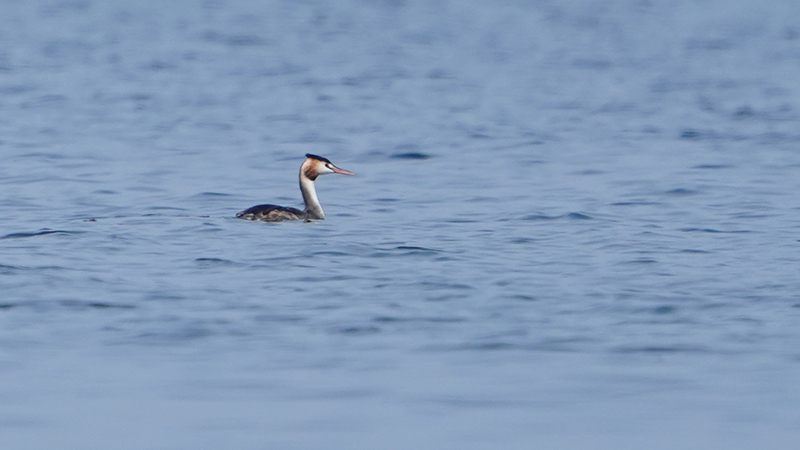 Great Crested Grebe