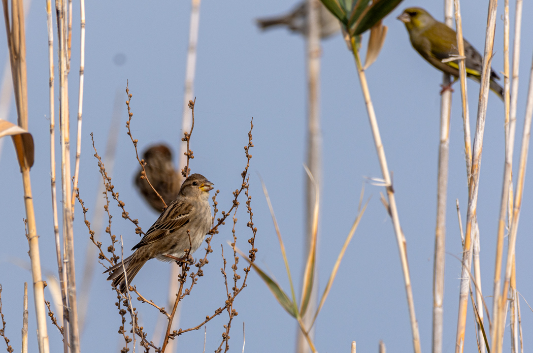 House Sparrow