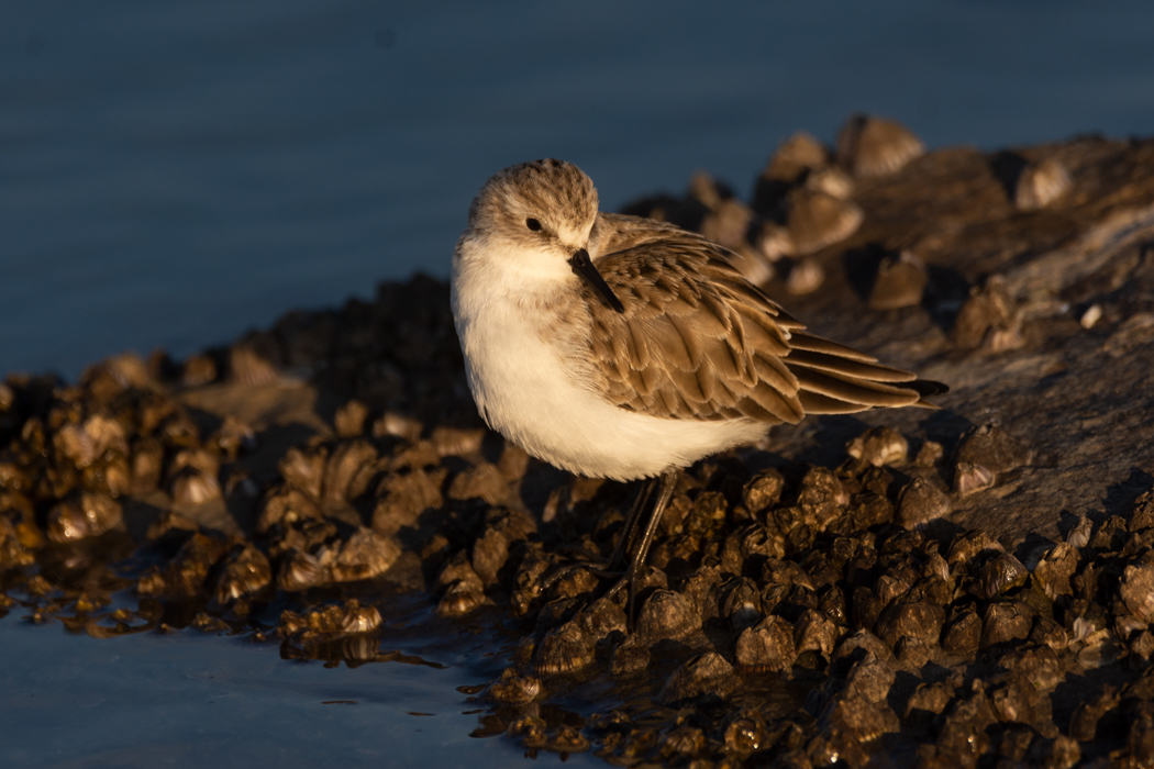 Little Stint