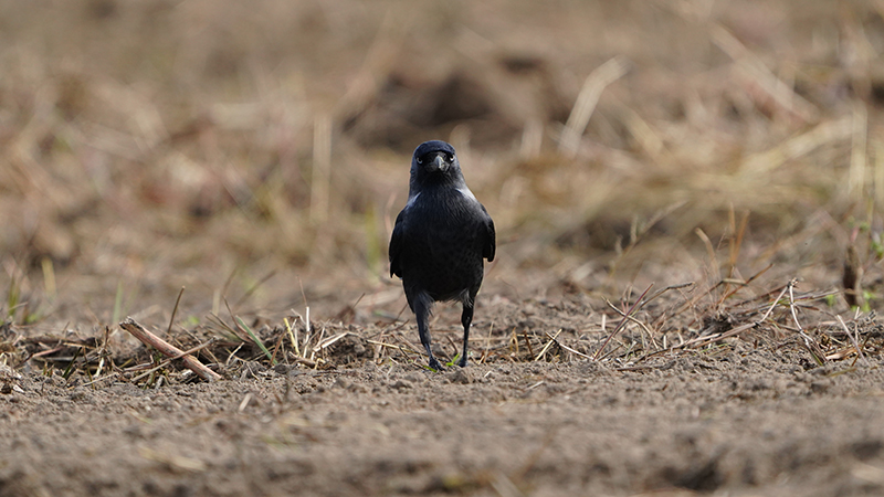 Western Jackdaw