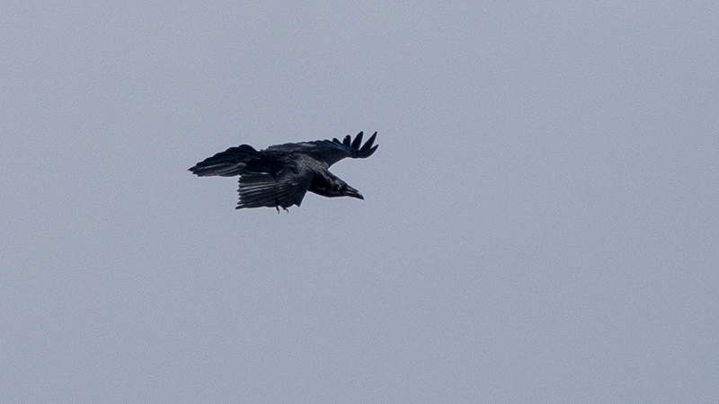 Northern Raven