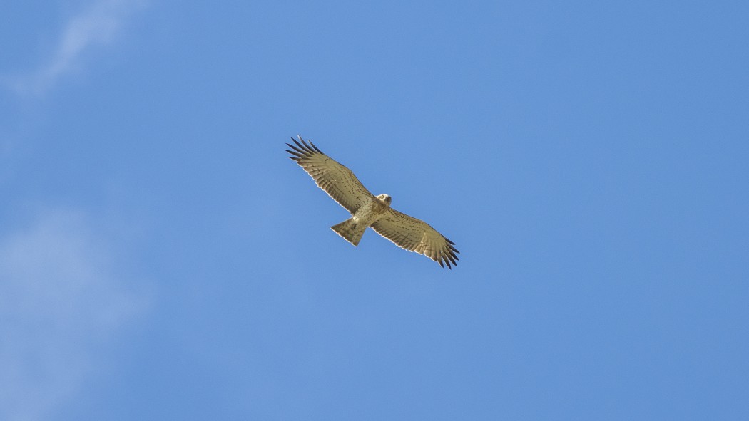 Short-toed Snake Eagle