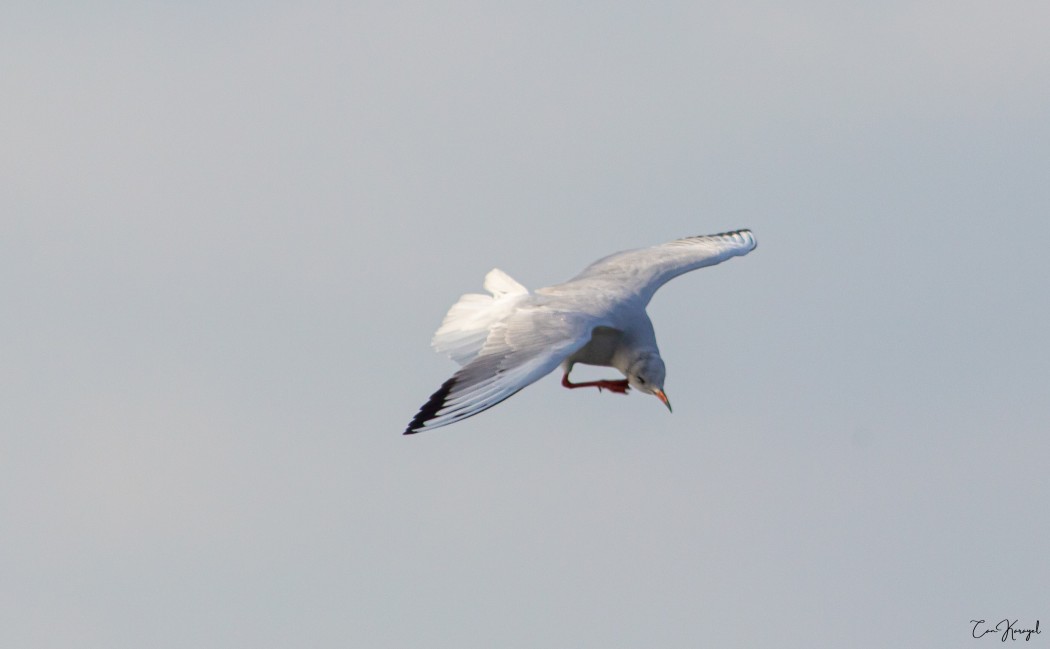 Black-headed Gull