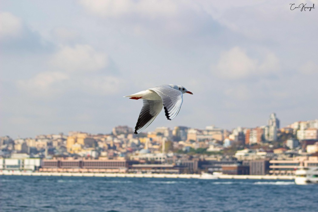Black-headed Gull