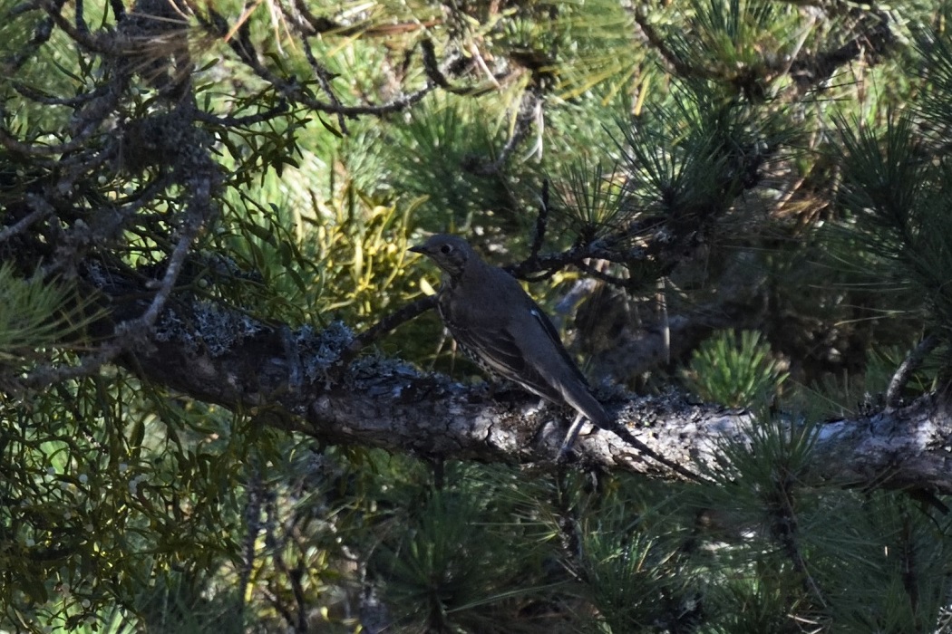Mistle Thrush