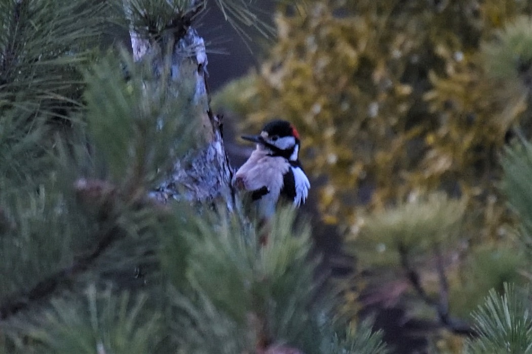 Great Spotted Woodpecker