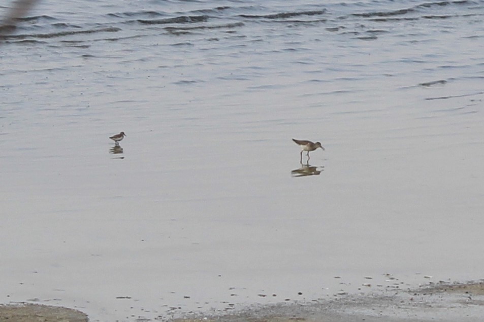 Common Sandpiper