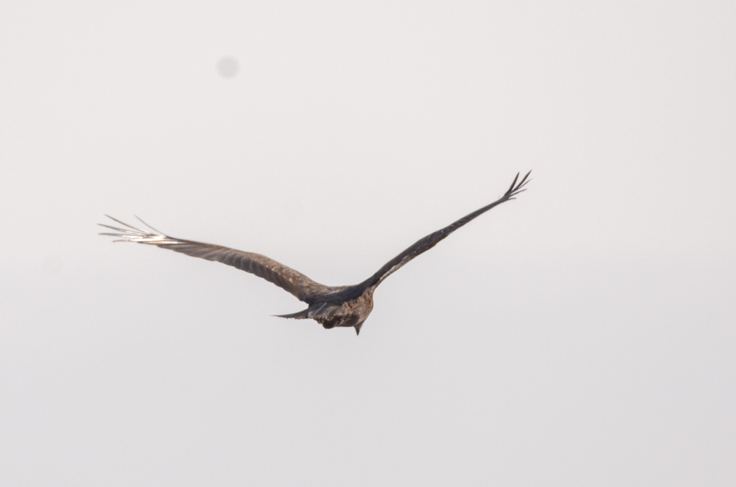 Black Kite