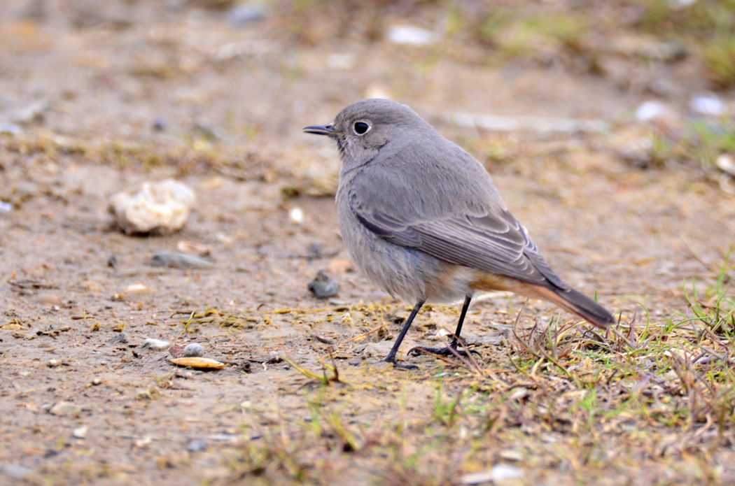 Black Redstart