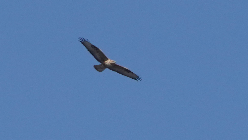 Long-legged Buzzard