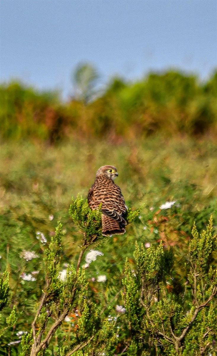 Common Kestrel