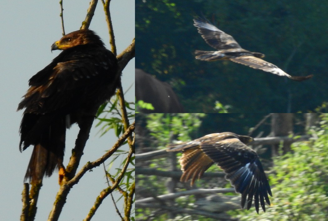 Lesser Spotted Eagle