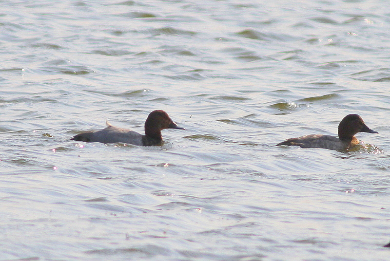 Common Pochard