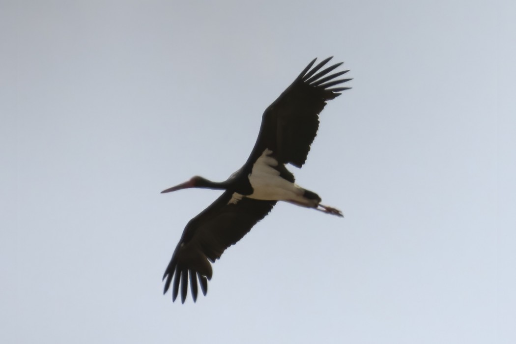 Black Stork