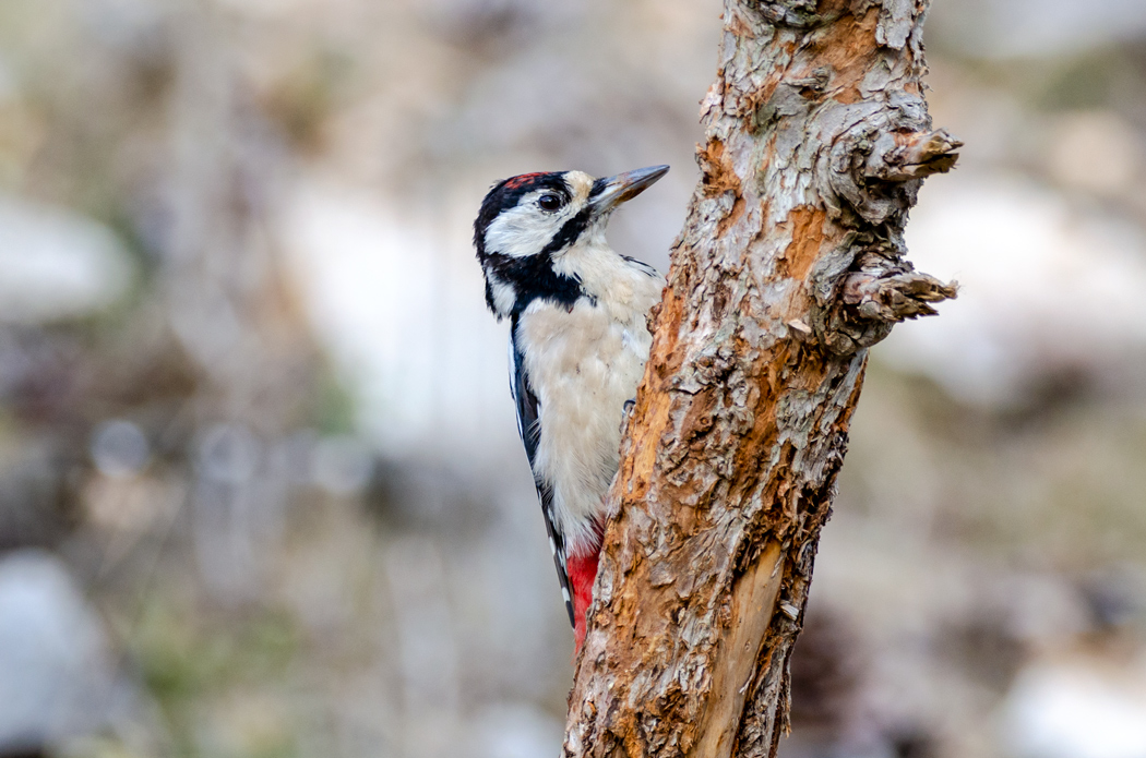 Great Spotted Woodpecker