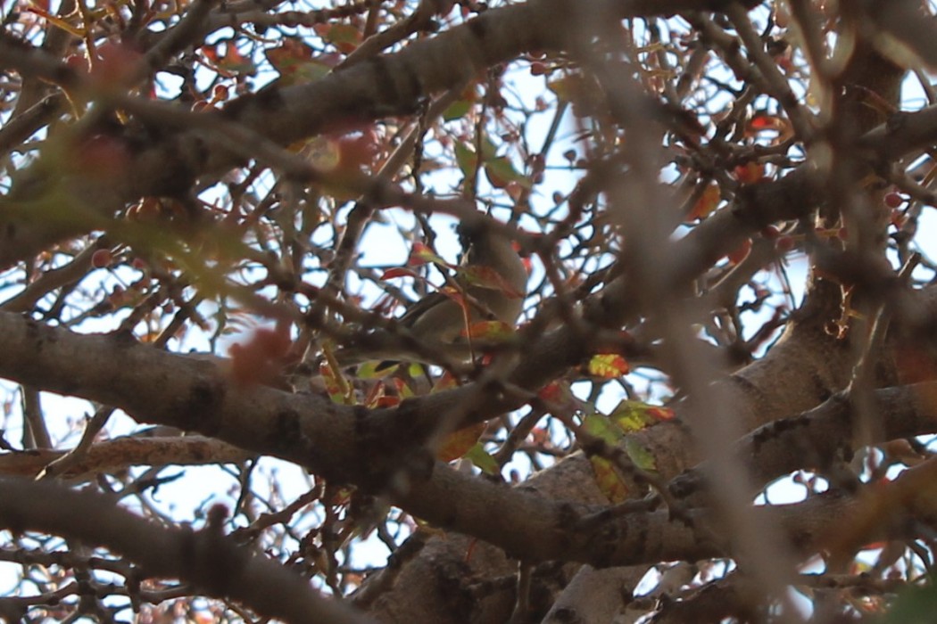 Eurasian Blackcap