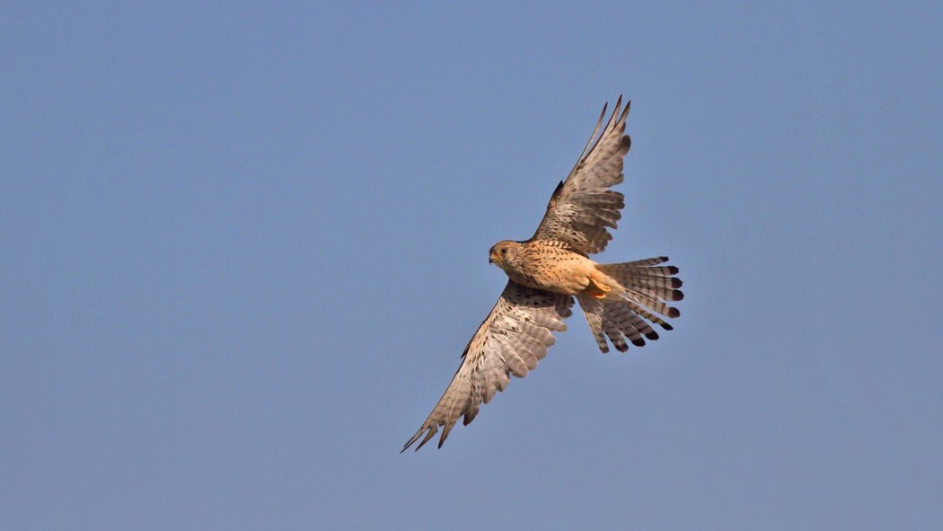 Lesser Kestrel
