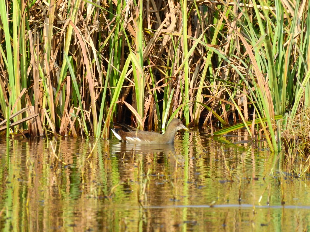 Common Moorhen