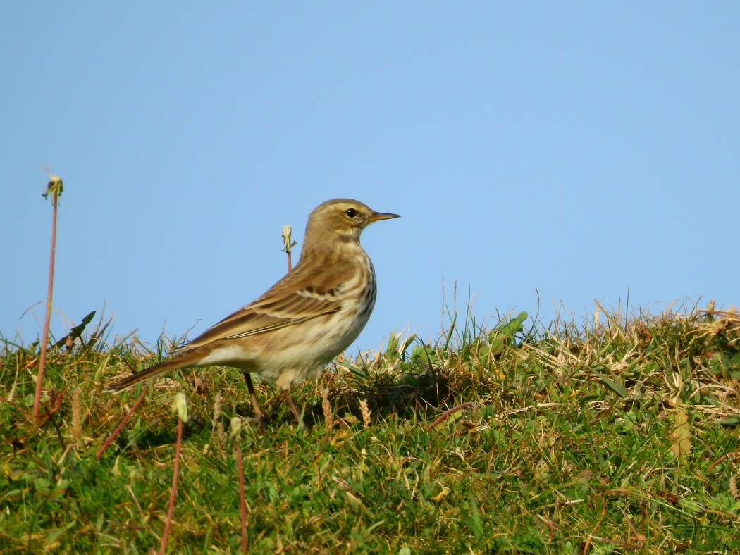 Water Pipit