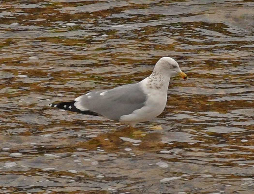 Yellow-legged Gull
