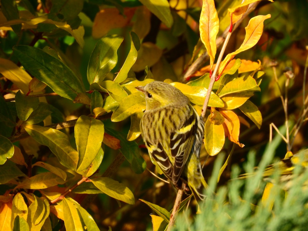 Eurasian Siskin
