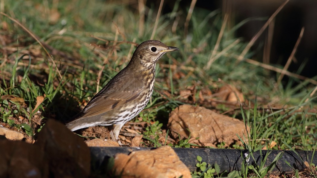Song Thrush