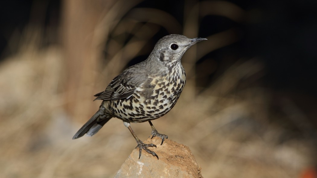Mistle Thrush