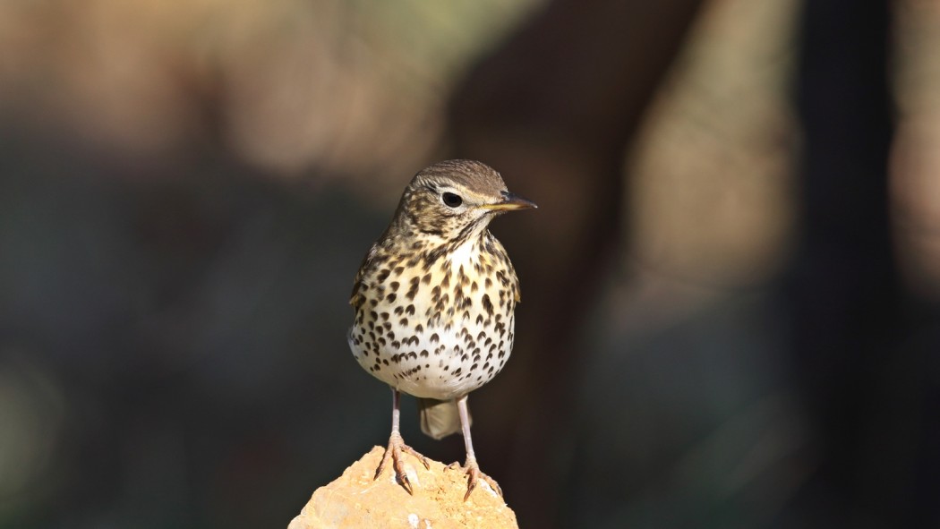 Song Thrush