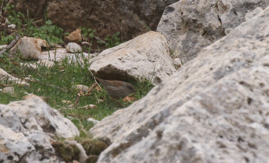 Dunnock