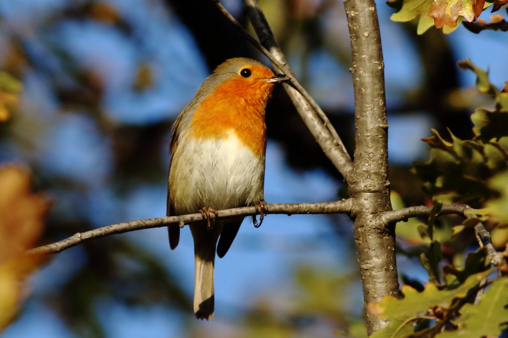 European Robin