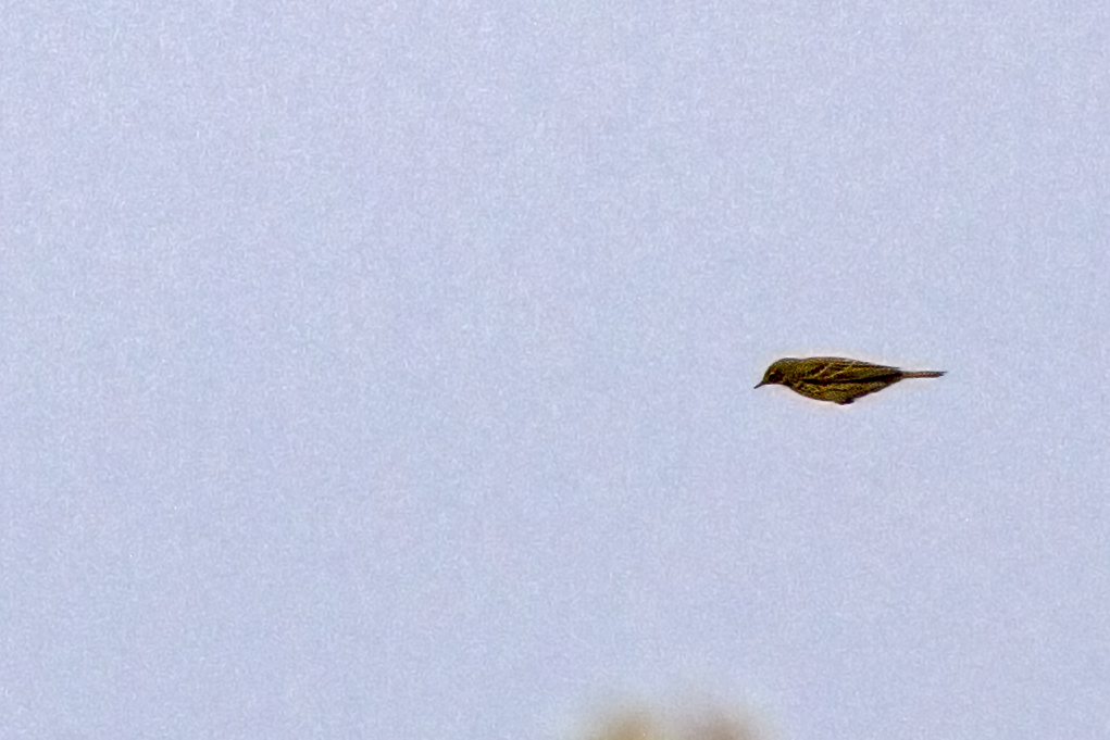 Meadow Pipit