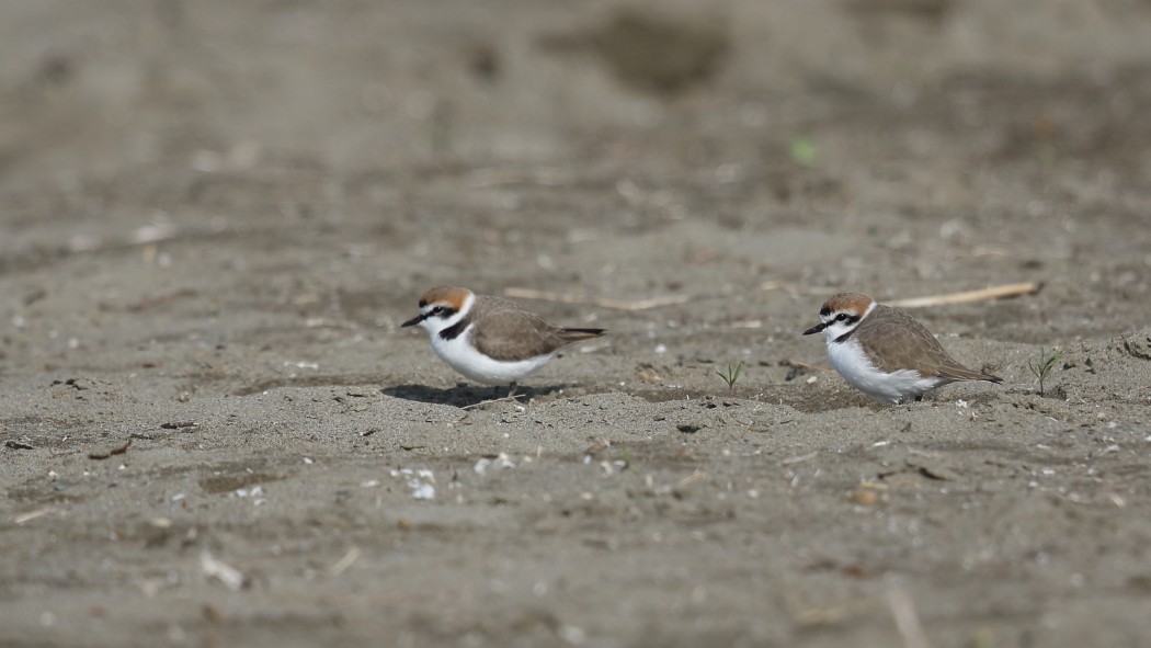 Kentish Plover