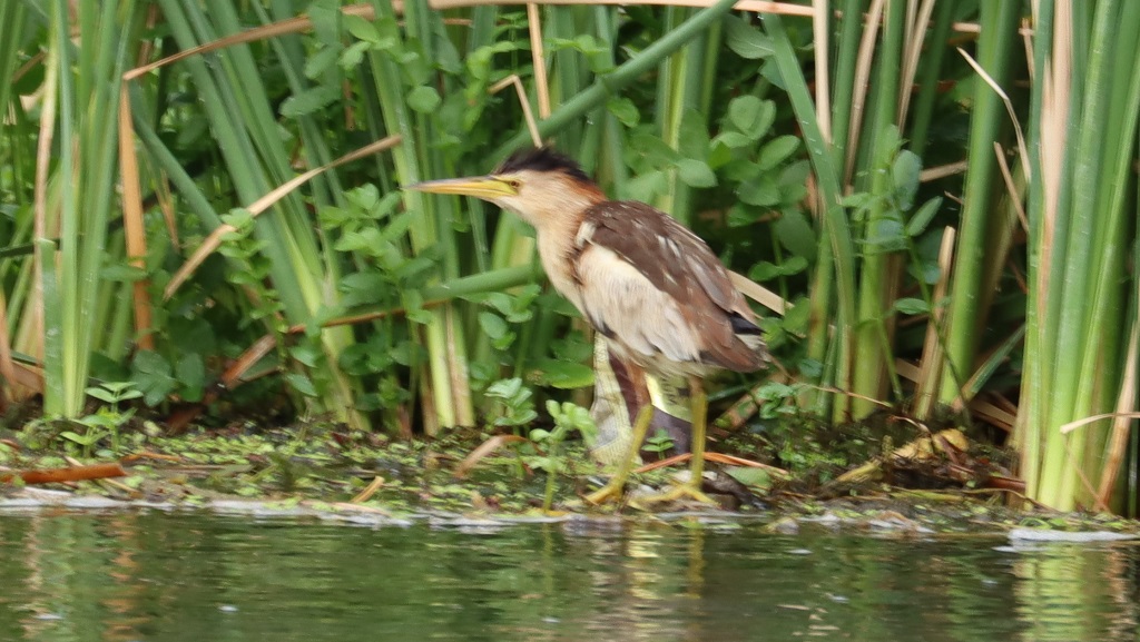 Little Bittern