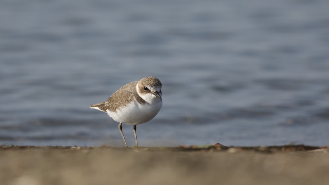 Kentish Plover