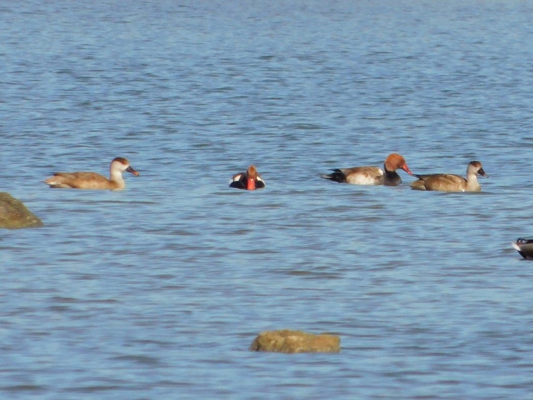 Red-crested Pochard