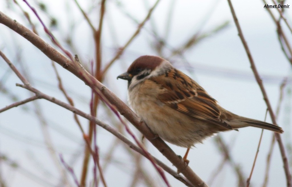 Eurasian Tree Sparrow
