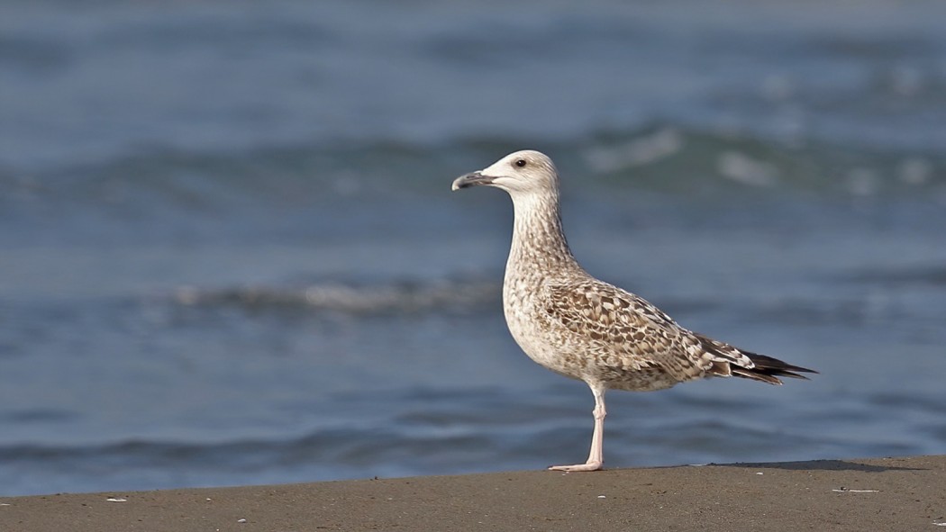 Yellow-legged Gull
